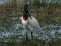 Day03 - 17 * Jabiru Stork